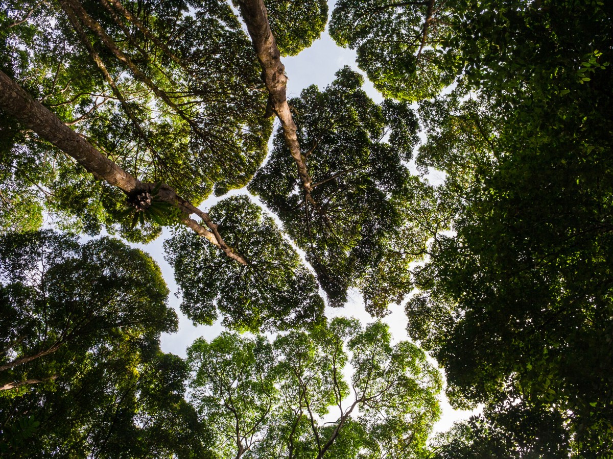 Crown Shyness
