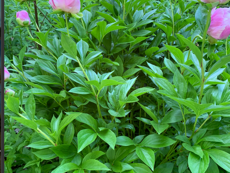 Welcome to Root Flair Gardens